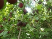 Kirschpflaumenwildling (Prunus-Kreuzung) Samen