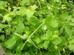 Vogelmiere Stellaria media Samen