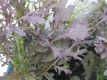 Asia Gemüse Japanischer Blattsenf Purple Frills Samen