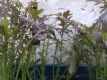 Asia Gemüse Japanischer Blattsenf Purple Frills Samen