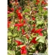 Blutsalbei Salvia coccinea Samen