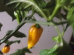 Chili Habanero Gelb Capsicum chinese Samen