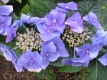 TellerhortensieBlue Bird Hydrangea serrata Pflanze