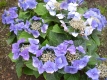 Tellerhortensie&quote;Blue Bird&quote; Hydrangea serrata Pflanze