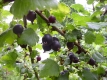 JOCHELBEERE (Ribes nidigrolaria)unbewurzelter Steckling