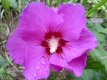 GarteneibischWoodbridge Hibiskus syriacus Pflanze