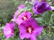 Garteneibisch&quote;Woodbridge&quote; Hibiskus syriacus Pflanze