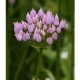 Kantenlauch Allium angulosum Samen