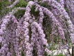 Hängesommerflieder Buddleja alternifolia