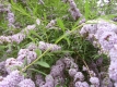 Hängesommerflieder Buddleja alternifolia