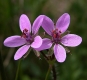 Reiherschnabel Erodium cicutarium Pflanze