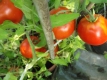 Tomate Black Prince Pflanze