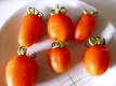 Tomate San Marzano Pflanze