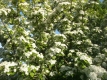 Zweigriffeliger Weißdorn Crataegus laevigata Pflanze