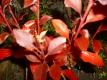 Japanische Prachtglocke Pflanze
