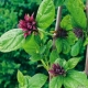 Echter Gewürzstrauch Calycanthus floridus Pflanze***