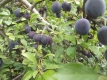 Blaue Kirschpflaume(Prunus cerasifera)Samen
