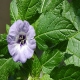Blaue Lampionblume Pflanze