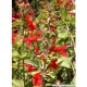 Blutsalbei Salvia coccinea Pflanze