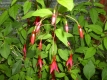 Gartenfuchsie Riccartonii Fuchsia magellanica Pflanze***