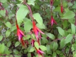 Gartenfuchsie Riccartonii Fuchsia magellanica Pflanze