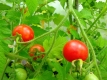 Tomate Columbian Wildtomate Samen