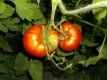 Tomate Red Brandywine kartoffelblättrig Samen