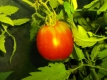 Tomate Brandywine Heart-Shaped kartoffelblättrig Samen