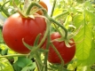 Tomate Roter Rubinius Samen