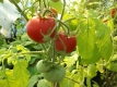 Tomate Roter Rubinius Samen