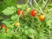 Tomate Mexikanische Honigtomate Samen