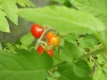 Tomate Mexikanische Honigtomate Samen