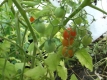 Tomate Minitomate Samen