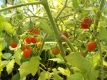 Tomate Minitomate Samen