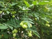 Pimpernuss Staphylea pinnata Samen