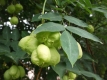 Pimpernuss Staphylea pinnata Samen