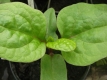 Ceylon-Spinat Basella alba var. Rubra Pflanze