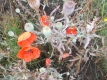 Klatschmohn Papaver rhoeas Samen