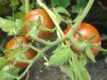 Tomate Cerise Samen