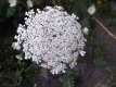 Wilde Möhre Daucus carota ssp. Carota Samen