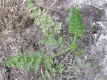 Wilde Möhre Daucus carota ssp. Carota Samen