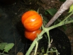 Tomate Zahnradtomate Samen